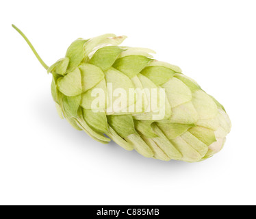 hop isolated on a white background Stock Photo