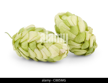 hops isolated on a white background Stock Photo