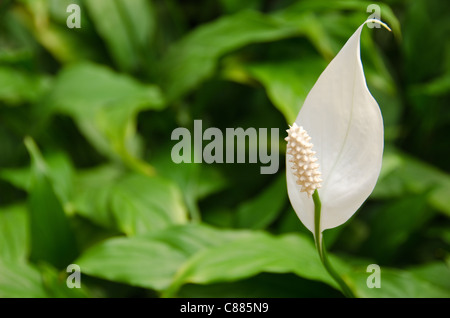 White flower of a Peace Lily, from the genus Spathiphyllum in front of green background Stock Photo