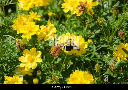 Japanese carpenter bee, Xylocopa (Alloxylocopa) appendiculata circumvolans on a yellow cosmos flower Stock Photo