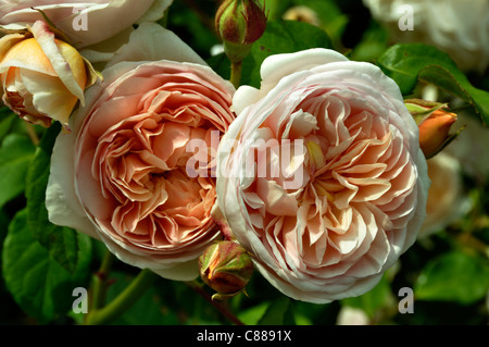 Rosa Sweet Juliet® 'AUSleap' (Double Pink David Austin Rose, Sweet