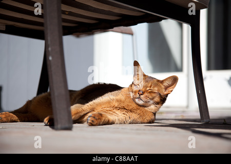 Lazy ginger cat relaxing in the sun under a chair Stock Photo