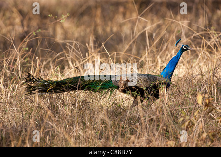 Peacock, national bird of India, in Ranthambhore National Park, Rajasthan, Northern India Stock Photo