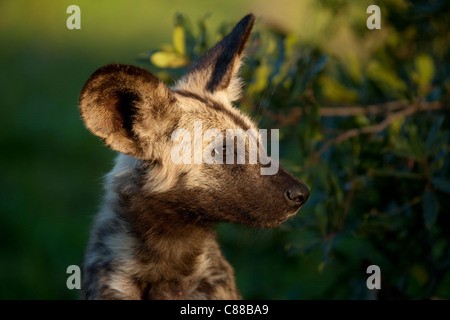 African Wild Dog (Lycaon pictus) pup portait. Hluhluwe-Imfolozi Game Reserve, Stock Photo