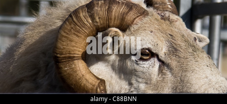 Ram head Stock Photo