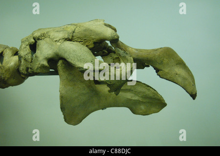 Skull of an extinct Steller's Sea Cow (Hydrodamalis gigas) seen at the Natural History Museum in London, England, UK. Stock Photo