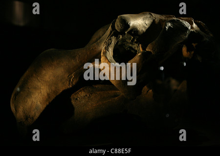 Skull of an extinct Steller's Sea Cow (Hydrodamalis gigas) seen in the Great Gallery of Evolution in Paris, France. Stock Photo