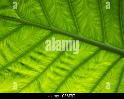 Green  leaf Stock Photo