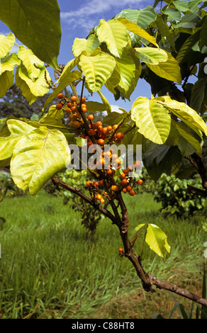 Amazon, Brazil. Guarana (Paullinia cupana) fruit with distinctive black eyed, orange seed pods growing on a bush. Stock Photo