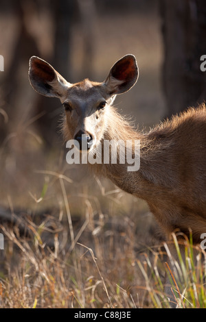 Indian Sambar, Rusa unicolor, female deer in Ranthambhore National Park, Rajasthan, India Stock Photo