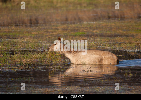 Indian Sambar, Rusa unicolor, female deer in Rajbagh Lake in Ranthambhore National Park, Rajasthan, India Stock Photo