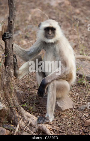 Indian Langur monkey, Presbytis entellus, on tree branch in Ranthambhore National Park, Rajasthan, Northern India Stock Photo