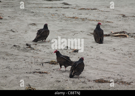 Group of four Turkey Vultures (Cathartes aura) feeding on carrion on beach at San Simeon, California, USA Stock Photo