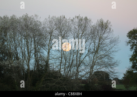 Rising Full Moon behind trees near Gaunts House, Wimbourne Minster, Dorset, England, UK Stock Photo