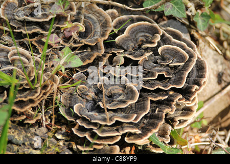 Bracket Fungus growing on dead wood in Leigh Woods, Bristol, England UK Stock Photo