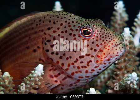 Freckled Hawkfish under water. Stock Photo