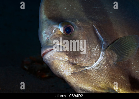 Longfin spadefish portrait under water Stock Photo
