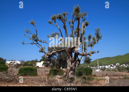 Oddly pruned olive tree Stock Photo