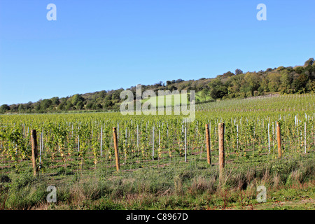 Albury Organic Vineyard on the North Downs near Guildford Surrey England UK Stock Photo