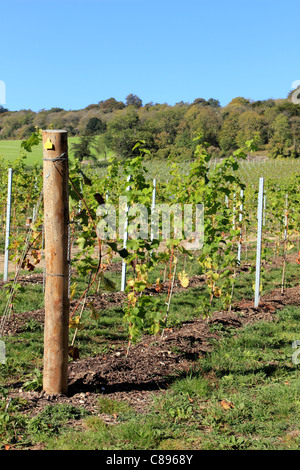 Albury Organic Vineyard on the North Downs near Guildford Surrey England UK Stock Photo
