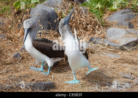 Blue-footed Boobies (Sula nebouxii) lifting feet in courtship dance, on Espanola Island in the Galapagos Islands Stock Photo