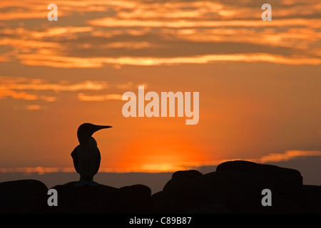 Blue-footed Booby perched on rock silhouetted against orange sunset sky in the Galapagos Islands (Sula nebouxii) Stock Photo