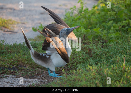 Blue-footed Booby (Sula nebouxii) sky pointing during courtship dance Stock Photo