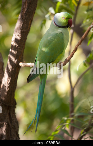 Indian Rose-Ringed Parakeet, Psittacula krameri, on tree branch in village of Nimaj, Rajasthan, Northern India Stock Photo