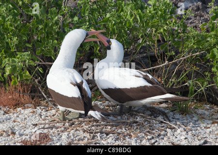 Nazca Booby bird holding the mate's beak in a courtship display on Genovesa Island in the Galapagos (Sula granti) Stock Photo