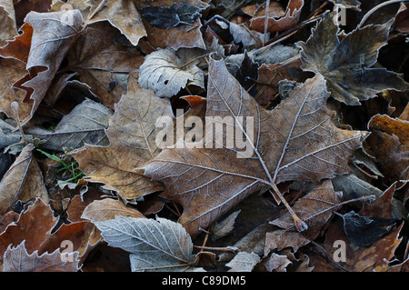 Germany, Bavaria, Close up of frosted leaves Stock Photo