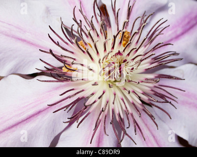Germany, Hessen, Frankfurt, Close up of Clematis Nelly Moser Stock Photo