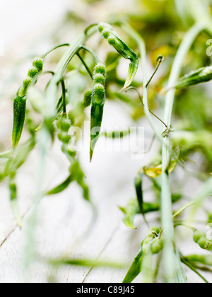 Mustard plant Stock Photo