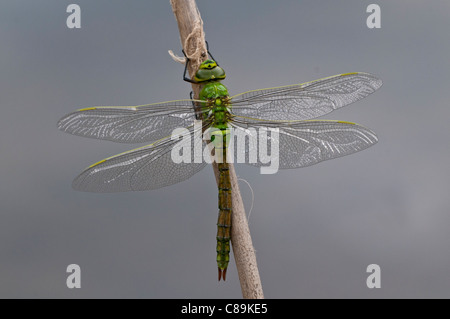 Emperor Dragonfly Anax imperator This female is  newly emerged and drying its wings in preparation to fly. Stock Photo