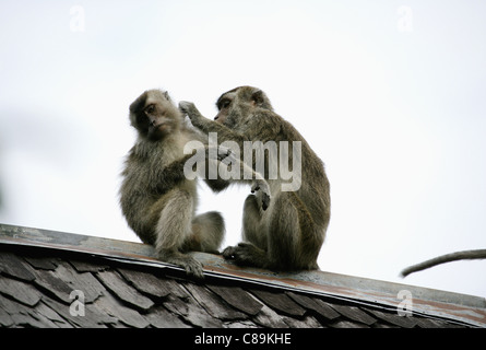Indonesia, Borneo, Tanjunj Puting National Park, View of long tailed macaques sitting on roof Stock Photo