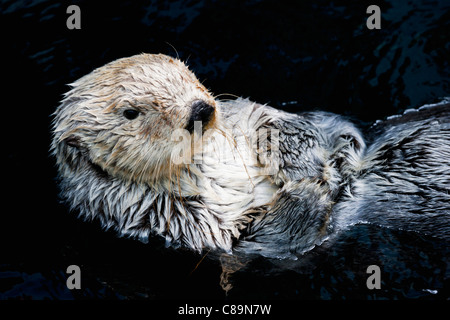 Europe, View of Sea Otter in water, close up Stock Photo