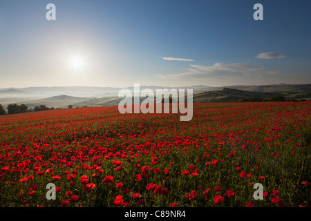 Italy, Tuscany, Crete, View of red poppy field at sunrise