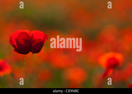 Italy, Tuscany, Crete, View of red poppy field with two flowers in foreground Stock Photo
