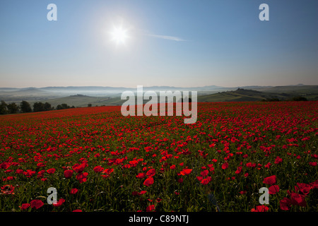 Italy, Tuscany, Crete, View of red poppy field at sunrise Stock Photo