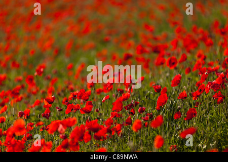 Italy, Tuscany, Crete, View of red poppy field