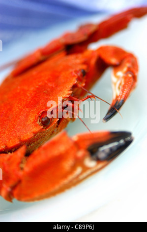 Etrille velvet swimming crab Stock Photo