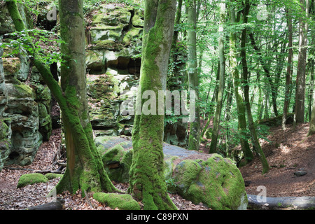 Germany South Eifel Nature Park Bunter rock formations and moss covered tree trunks at beech tree forest Stock Photo