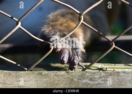 Thailand, Pai, Close up of monkey's hand in cage Stock Photo