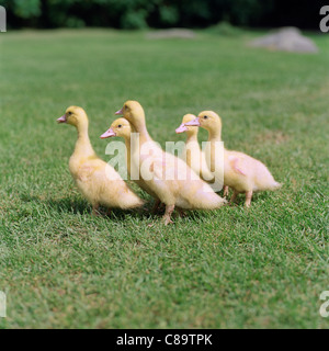 Ducklings outdoors in a field Stock Photo
