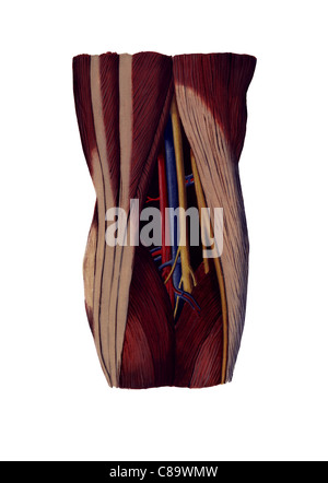 popliteal fossa, back of the knee joint illustration Stock Photo