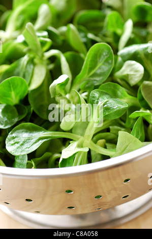 Watercress in colander Stock Photo