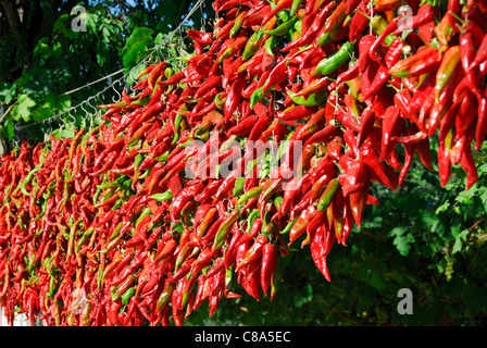 DENIZLI, TURKEY. Lots of fresh red and green chillies (possibly locally-grown Aleppo peppers) drying in the sun. 2011. Stock Photo