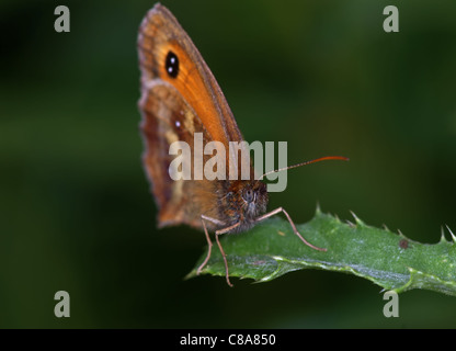 Gatekeeper Butterfly Stock Photo