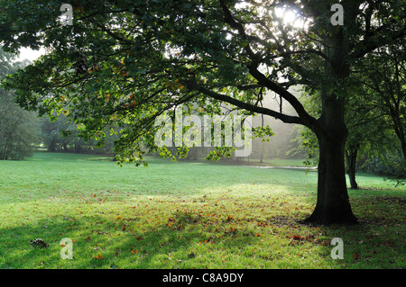 Early morning autumn sunlight coming through oak tree, in parkland Stock Photo