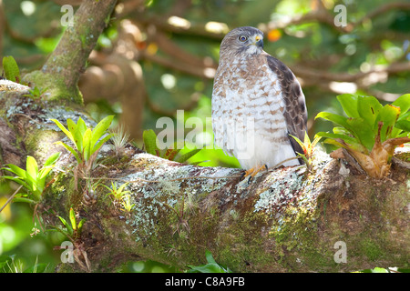 A broad-winged hawk (Buteo platypterus) in a Costa Rican forest. Stock Photo