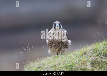 Peregrine Falcon (Falco peregrinus) on a hilltop in the Brecon Beacons Stock Photo